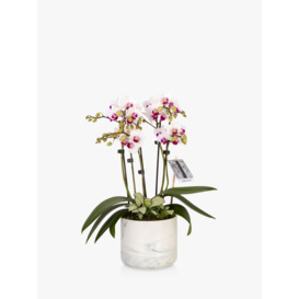 The Little Botanical Marble Orchid & Greenery Planter