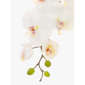 Floralsilk Artificial Phalaenopsis Orchid & Buds, White - thumbnail 3