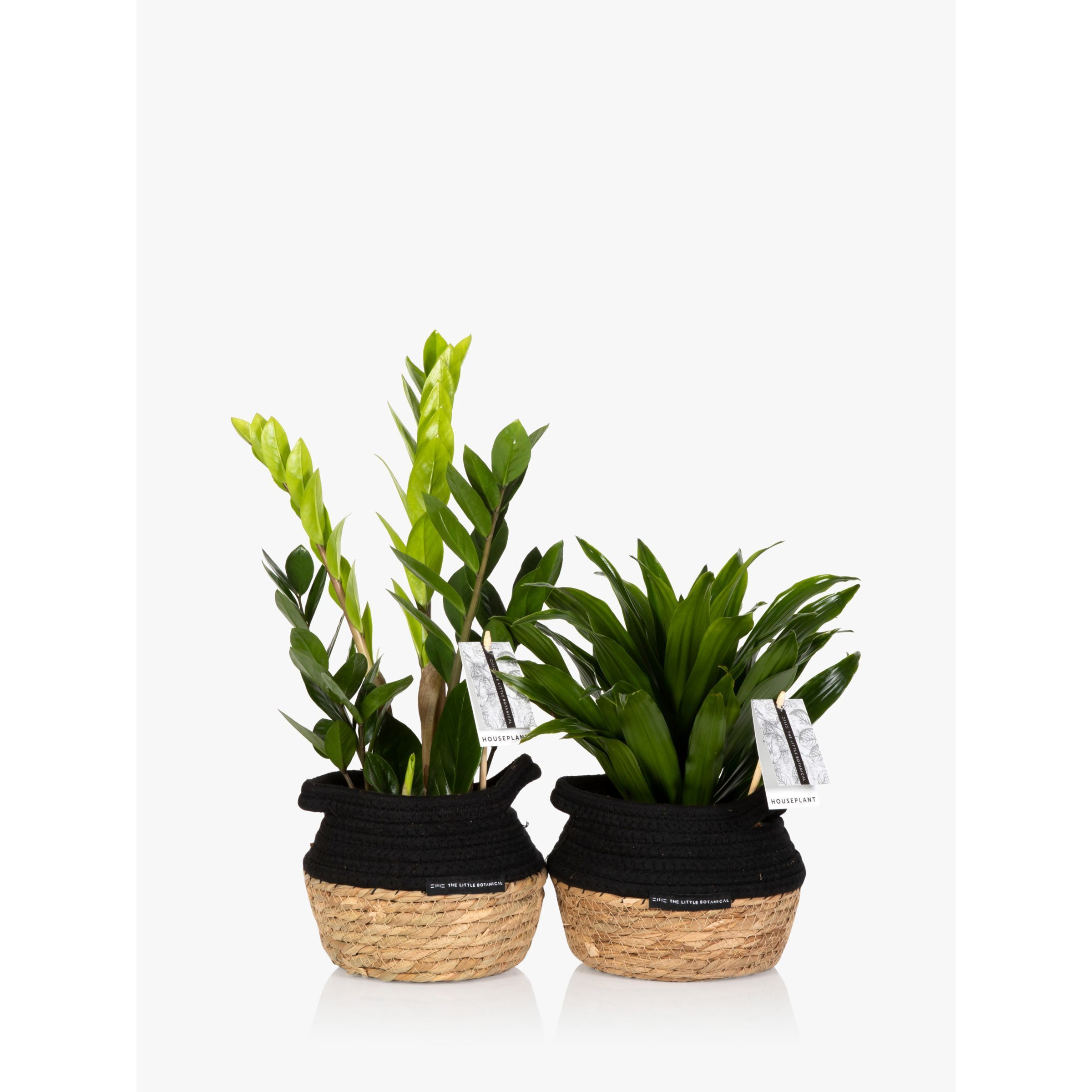 The Little Botanical Easy Care Plant Basket - image 1
