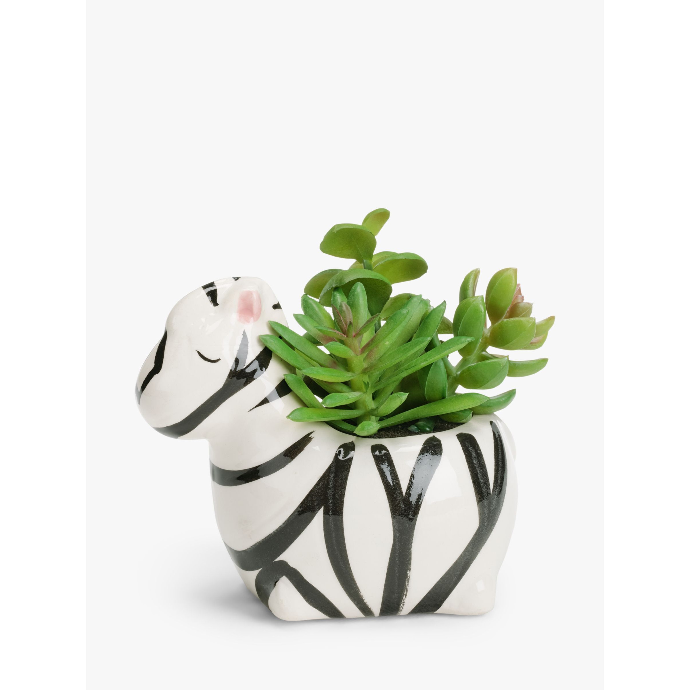 John Lewis Succulent in Ceramic Zebra Pot - image 1