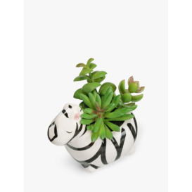 John Lewis Succulent in Ceramic Zebra Pot - thumbnail 2
