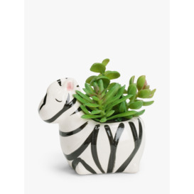 John Lewis Succulent in Ceramic Zebra Pot - thumbnail 1