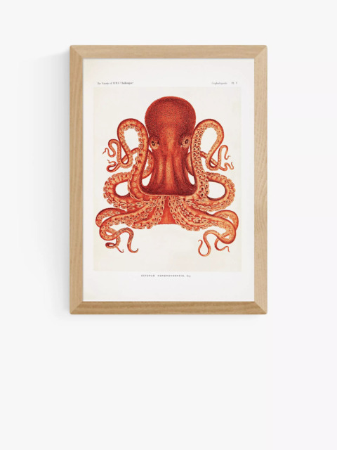 EAST END PRINTS Natural History Museum 'Octopus' Framed Print - image 1
