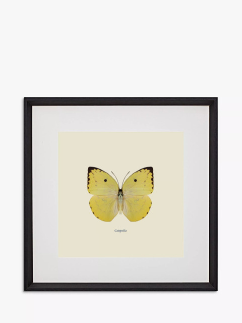 Brookpace Lascelles 'Catopsilia Butterfly' Framed Print & Mount, 45.5 x 45.5cm, Yellow/Multi - image 1