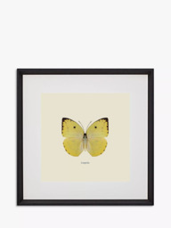 Brookpace Lascelles 'Catopsilia Butterfly' Framed Print & Mount, 45.5 x 45.5cm, Yellow/Multi