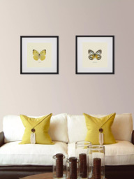 Brookpace Lascelles 'Catopsilia Butterfly' Framed Print & Mount, 45.5 x 45.5cm, Yellow/Multi - thumbnail 3