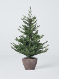 John Lewis Cotswold Potted Pre-lit Christmas Tree, 4ft - thumbnail 4