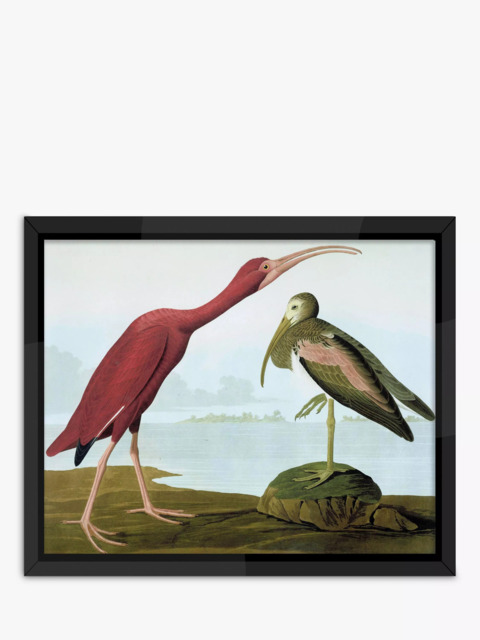 Brookpace Lascelles John James Audubon 'Tropical Bird I' Framed Print, 56 x 46cm, Multi - image 1