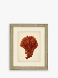 Brookpace Lascelles 'Red Coral I' Framed Print & Mount, 60 x 50cm, Red
