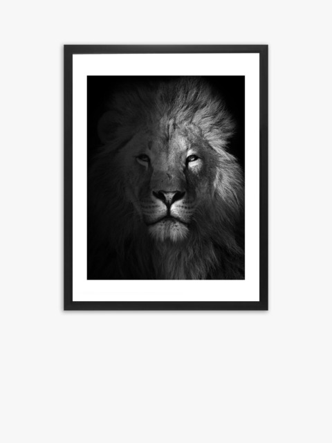 Brookpace Lascelles Lion Framed Print & Mount, 81 x 65.5cm, Black/White - image 1