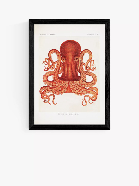 EAST END PRINTS Natural History Museum 'Octopus' Framed Print - image 1