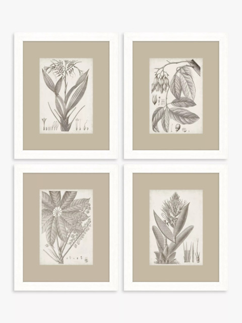 John Lewis Vision Studio 'Sepia Exotic Plants' Framed Print, Set of 4, 57 x 47cm, Neutral - image 1