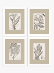 John Lewis Vision Studio 'Sepia Exotic Plants' Framed Print, Set of 4, 57 x 47cm, Neutral - thumbnail 1