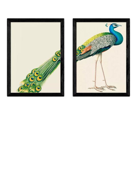 EAST END PRINTS Natural History Museum 'Peacock' Framed Print, Set of 2 - image 1