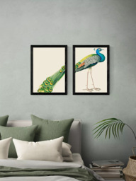 EAST END PRINTS Natural History Museum 'Peacock' Framed Print, Set of 2 - thumbnail 2