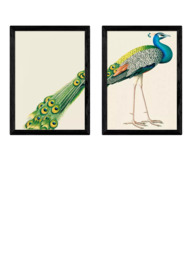 EAST END PRINTS Natural History Museum 'Peacock' Framed Print, Set of 2 - thumbnail 1