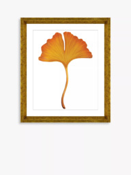 Brookpace Lascelles 'Ginkgo Leaf 3' Framed Print & Mount, 56 x 46cm, Orange - thumbnail 1