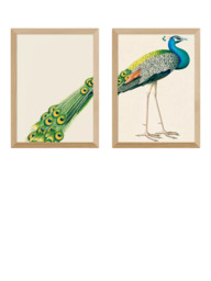 EAST END PRINTS Natural History Museum 'Peacock' Framed Print, Set of 2 - thumbnail 1