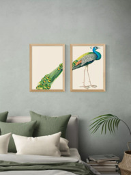 EAST END PRINTS Natural History Museum 'Peacock' Framed Print, Set of 2 - thumbnail 2