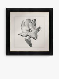 Brookpace Lascelles 'Tulip I' Framed Print, 59 x 49cm, Black/White - thumbnail 1