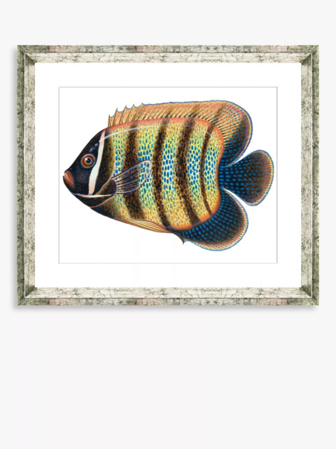 Brookpace Lascelles 'Tropical Fish 5' Framed Print & Mount, 36 x 46cm, Yellow/Multi - image 1