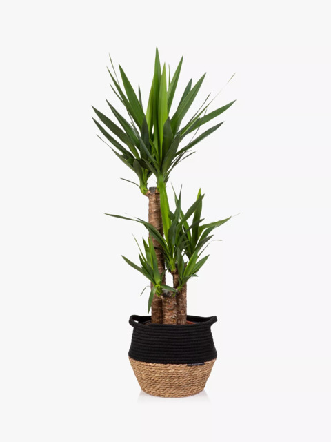 The Little Botanical Extra Large Yucca Plant & Basket - image 1
