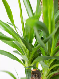 The Little Botanical Extra Large Yucca Plant & Basket - thumbnail 3