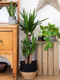 The Little Botanical Extra Large Yucca Plant & Basket - thumbnail 2