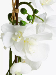 John Lewis Artificial Large White Orchid - thumbnail 2