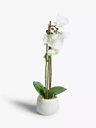 John Lewis Artificial Large White Orchid - thumbnail 1