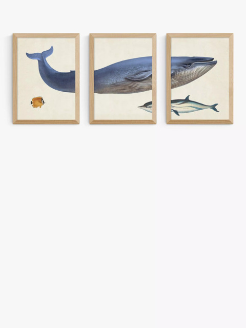 EAST END PRINTS Natural History Museum 'Whale' Framed Print, Set of 3 - image 1