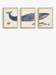 EAST END PRINTS Natural History Museum 'Whale' Framed Print, Set of 3 - thumbnail 1