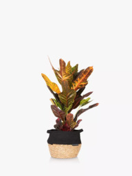 The Little Botanical Croton Big Belly Basket - thumbnail 1