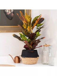 The Little Botanical Croton Big Belly Basket - thumbnail 2