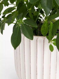 John Lewis Country Ribbed Earthenware Indoor Planter, 23cm, White - thumbnail 3
