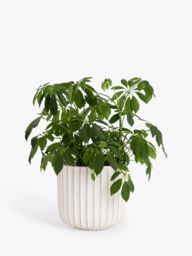John Lewis Country Ribbed Earthenware Indoor Planter, 23cm, White - thumbnail 2