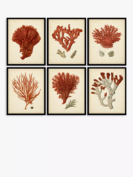 John Lewis 'Red Coral' Framed Print & Mount, Set of 6, 32 x 26cm, Red