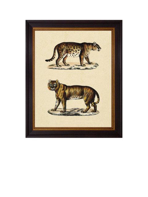 Brookpace Lascelles 'Animal Studies II' Framed Print, 50 x 40cm, Brown/Cream - image 1