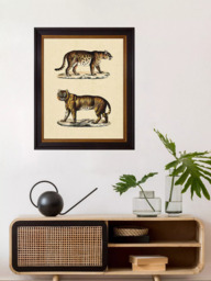 Brookpace Lascelles 'Animal Studies II' Framed Print, 50 x 40cm, Brown/Cream - thumbnail 2