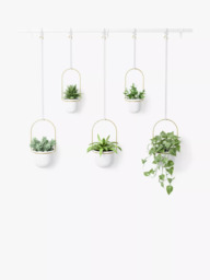 money tree buy Money Tree  Uvida Shop: Boston's first Zero Waste Store