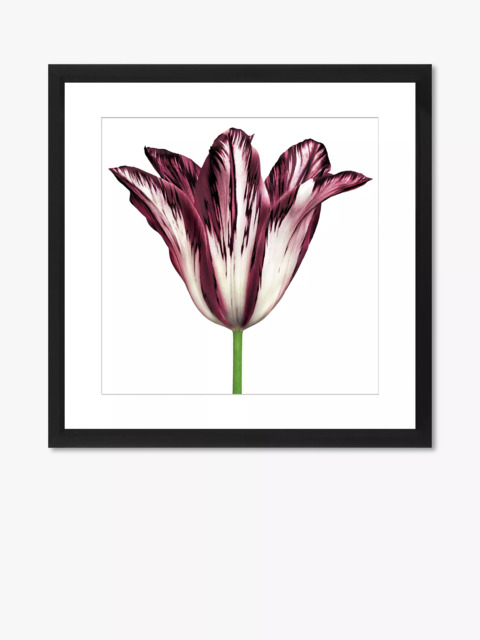 Brookpace Lascelles 'Burgundy Tulip 2' Framed Print & Mount, 56 x 56cm, Burgundy - image 1