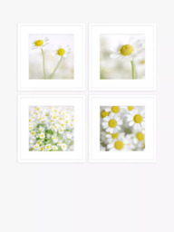 John Lewis Print Punk Studio 'Summer Daisies' Framed Print & Mount, Set of 4, 42 x 42cm, White/Yellow - thumbnail 1