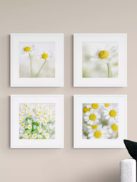 John Lewis Print Punk Studio 'Summer Daisies' Framed Print & Mount, Set of 4, 42 x 42cm, White/Yellow - thumbnail 2