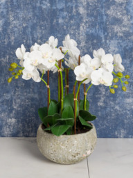 Floralsilk Artificial White Orchid in Clay Pot - thumbnail 3