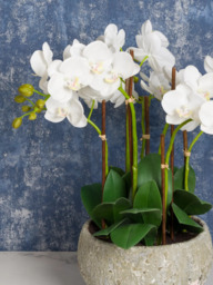 Floralsilk Artificial White Orchid in Clay Pot - thumbnail 4