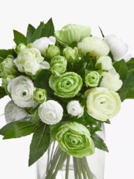Floralsilk Artificial White Ranunculus Bouquet in Glass Vase, 33cm, Green/White - thumbnail 2
