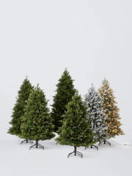 John Lewis Brunswick Spruce Unlit Christmas Tree - thumbnail 4