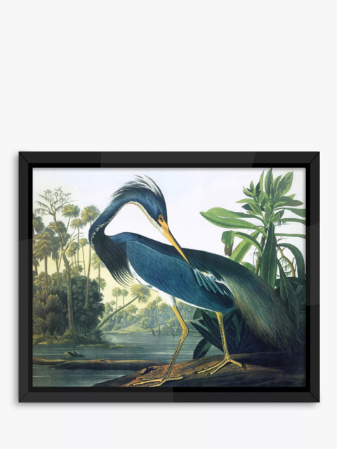 Brookpace Lascelles John James Audubon 'Tropical Bird II' Framed Print, 56 x 46cm, Blue - image 1