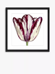 Brookpace Lascelles 'Burgundy Tulip 1' Framed Print & Mount, 56 x 56cm, Burgundy