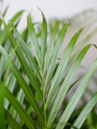 The Little Botanical Extra Large Areca Palm Plant & Basket - thumbnail 3